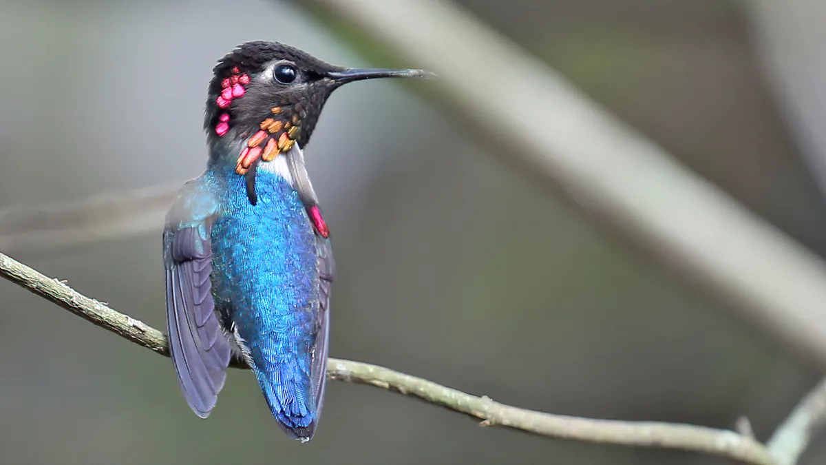 smallest bird in the world