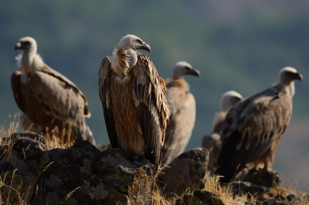 Griffon Vulture